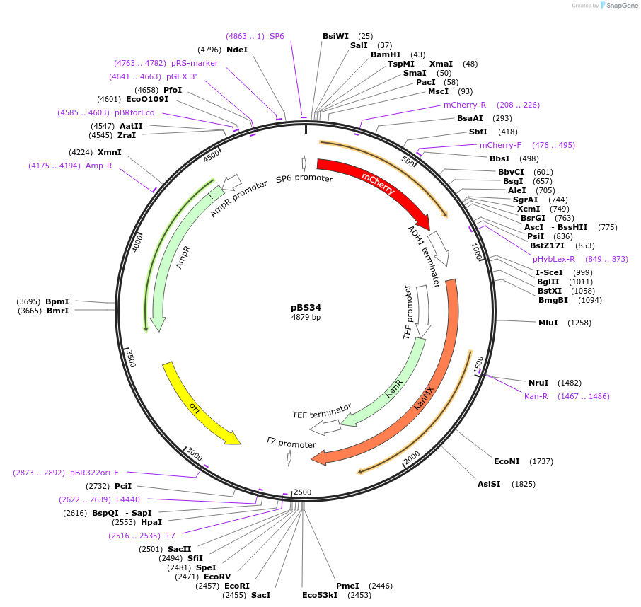 83796-plasmid-map-sequence-id-160048