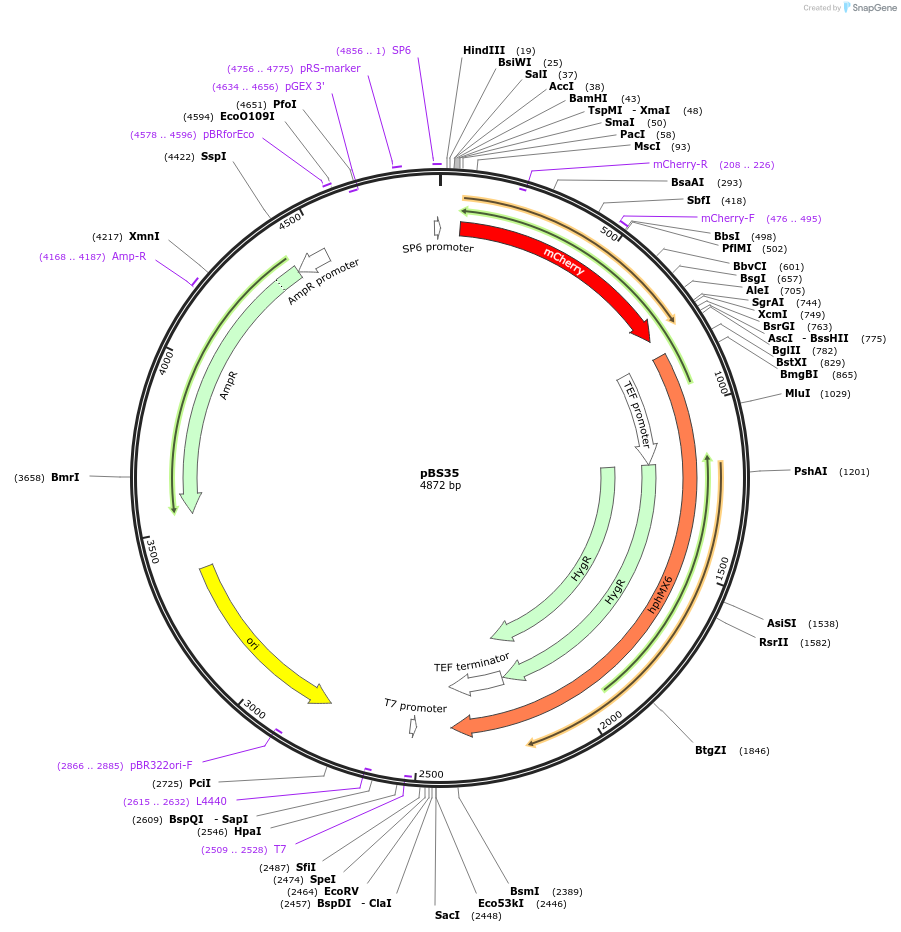 83797-plasmid-map-sequence-id-160051