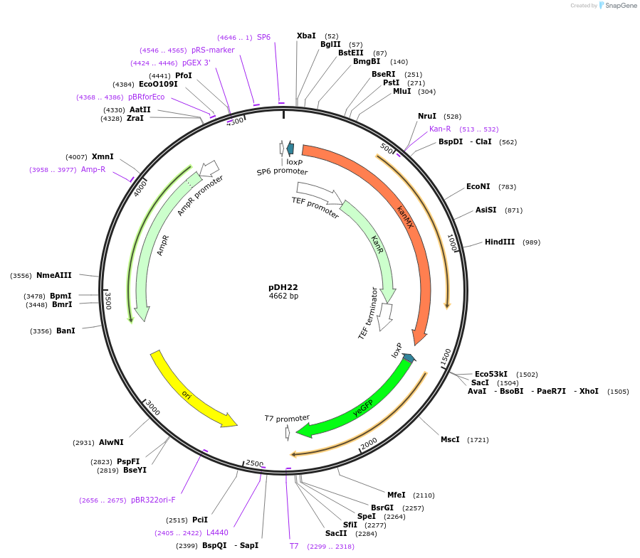83798-plasmid-map-sequence-id-160054