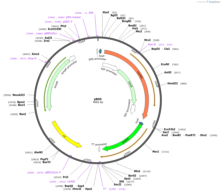 83799-plasmid-map-sequence-id-160060