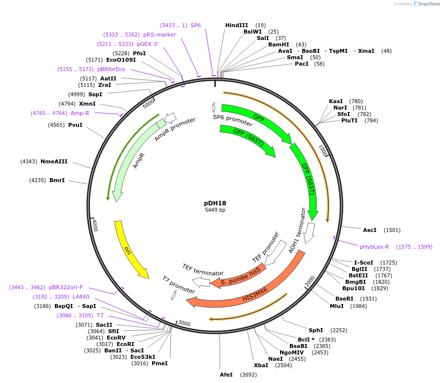 83803-plasmid-map-sequence-id-160072