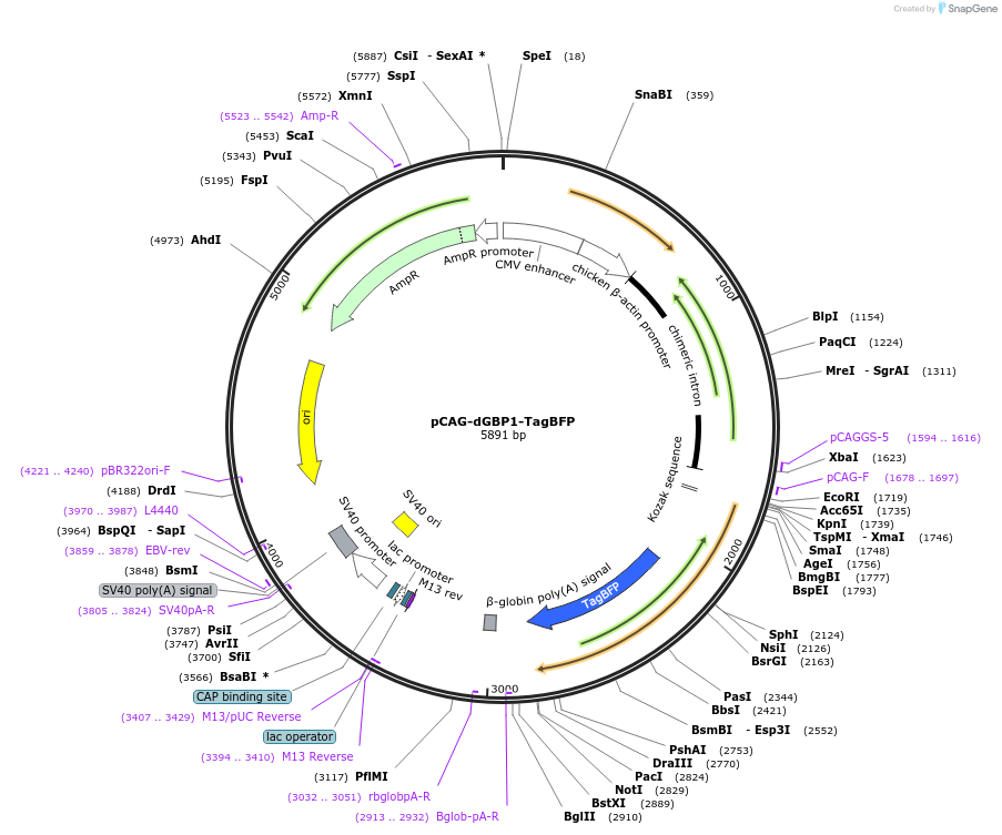 80086-plasmid-map-sequence-id-160076