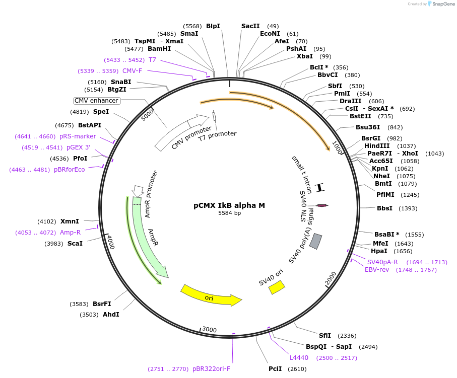 12329-plasmid-map-sequence-id-160080