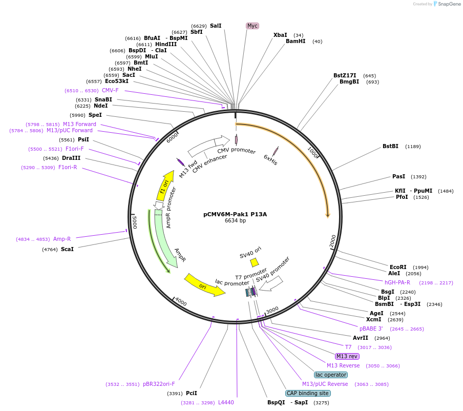 12207-plasmid-map-sequence-id-160084