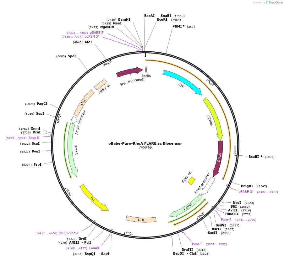 12602-plasmid-map-sequence-id-160088