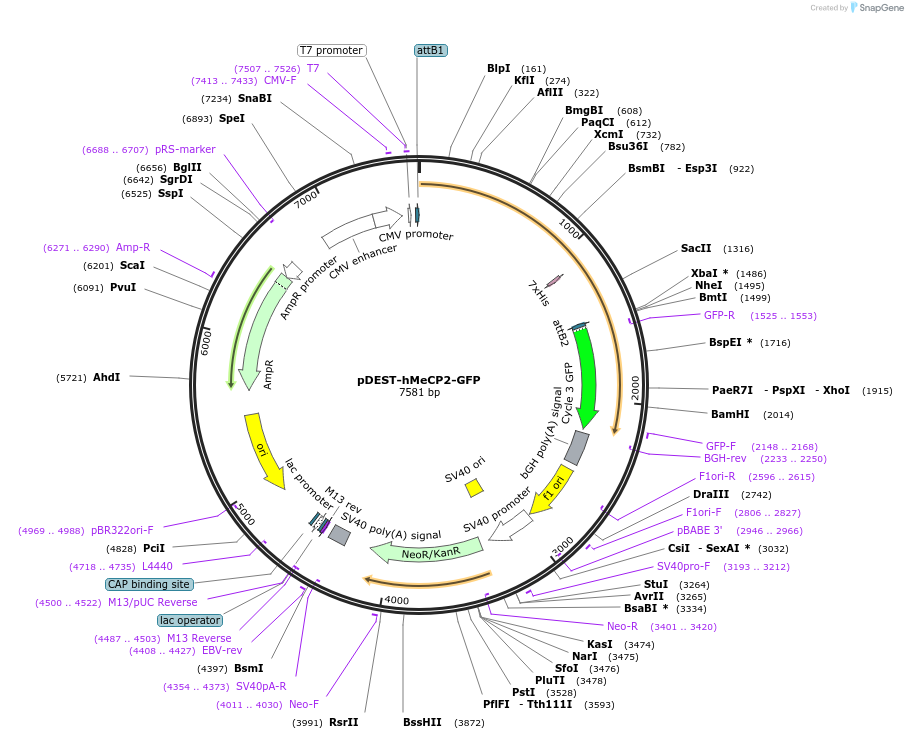 48078-plasmid-map-sequence-id-160191