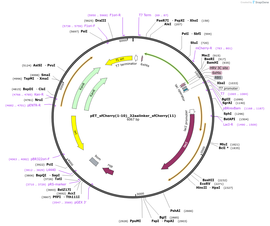 83030-plasmid-map-sequence-id-160205