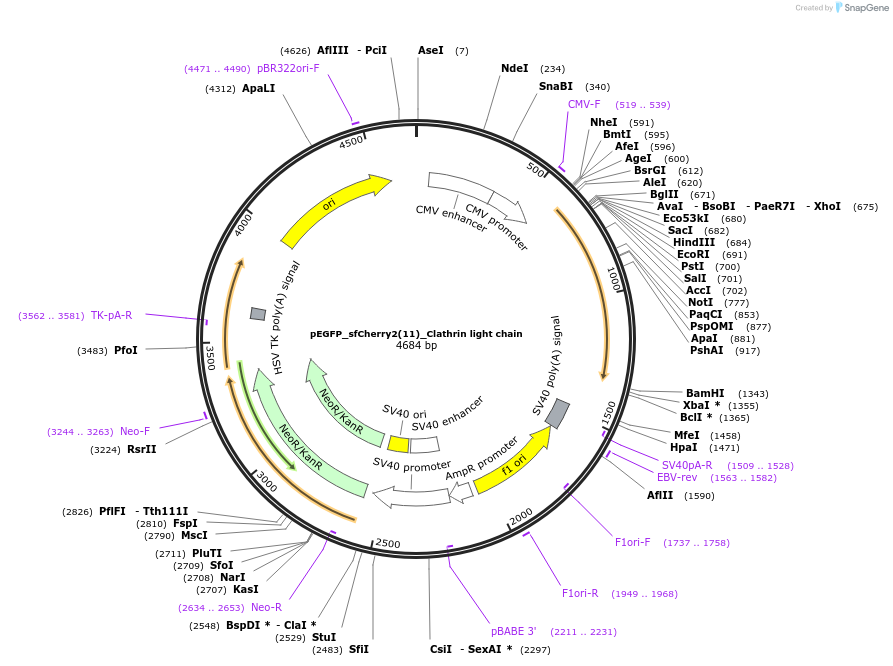 83032-plasmid-map-sequence-id-160214