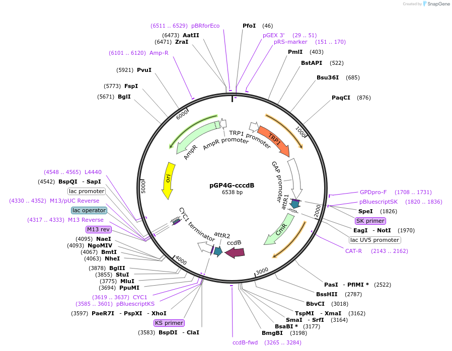 83876-plasmid-map-sequence-id-160272