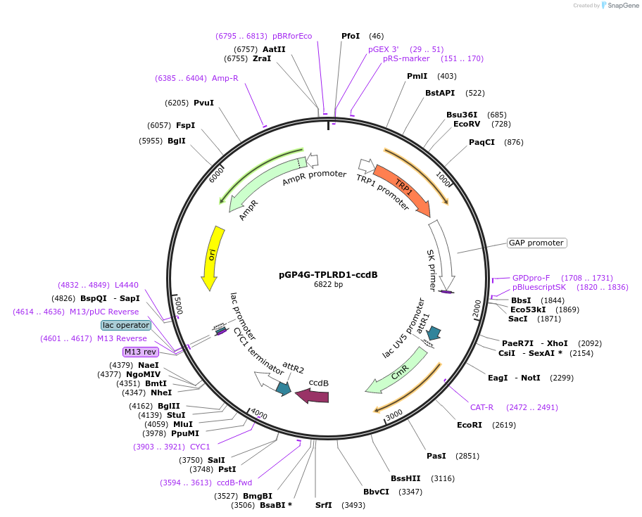 83877-plasmid-map-sequence-id-160273