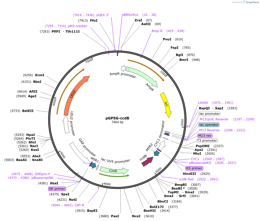 83879-plasmid-map-sequence-id-160275