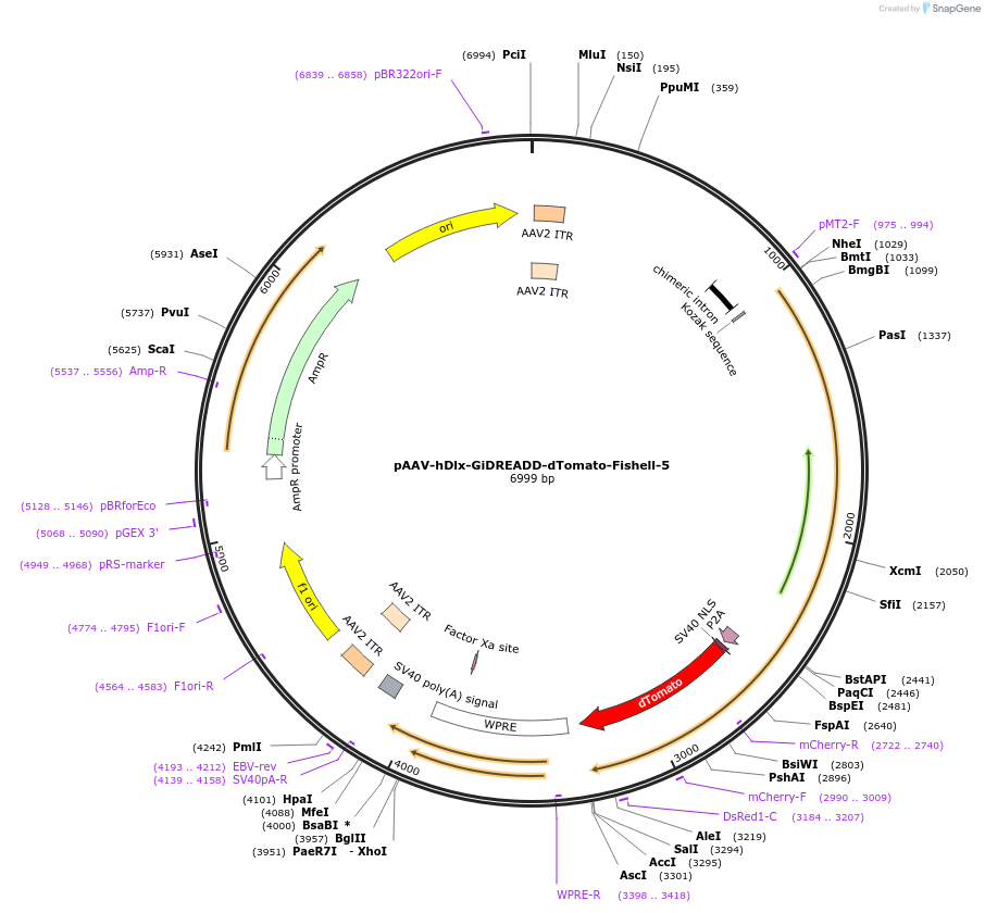 83896-plasmid-map-sequence-id-160319