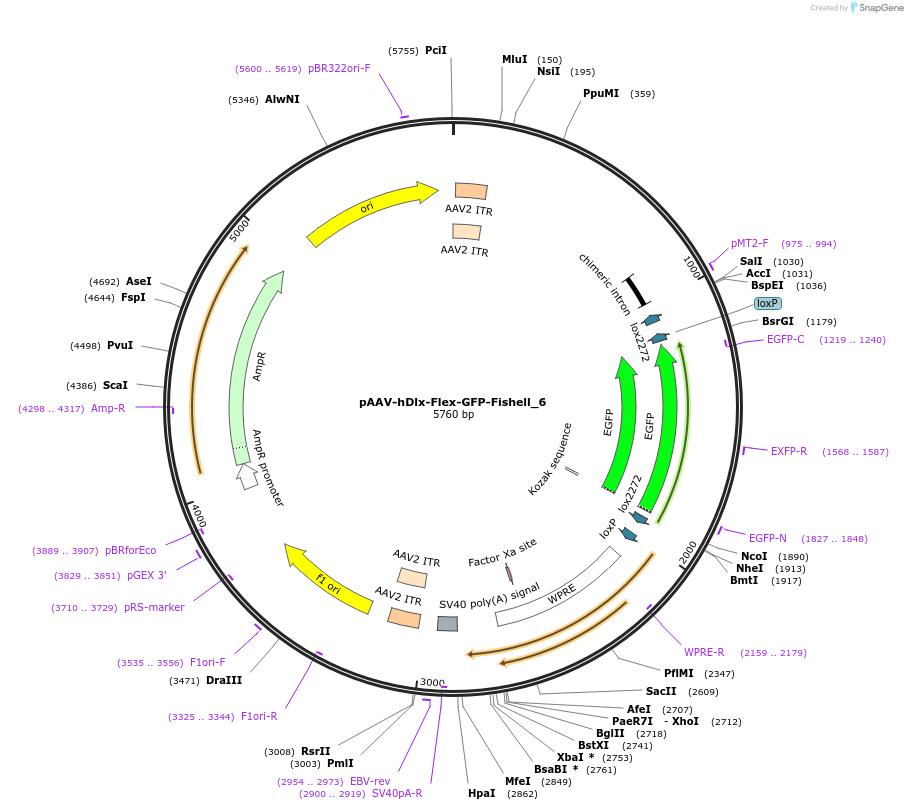 83895-plasmid-map-sequence-id-160320
