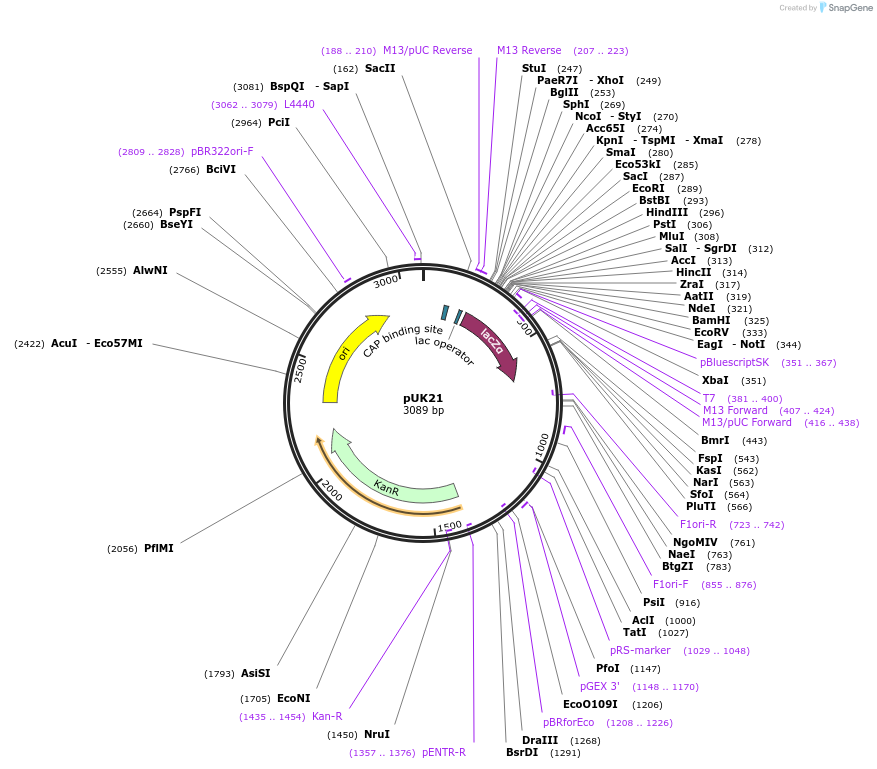 49788-plasmid-map-sequence-id-160334