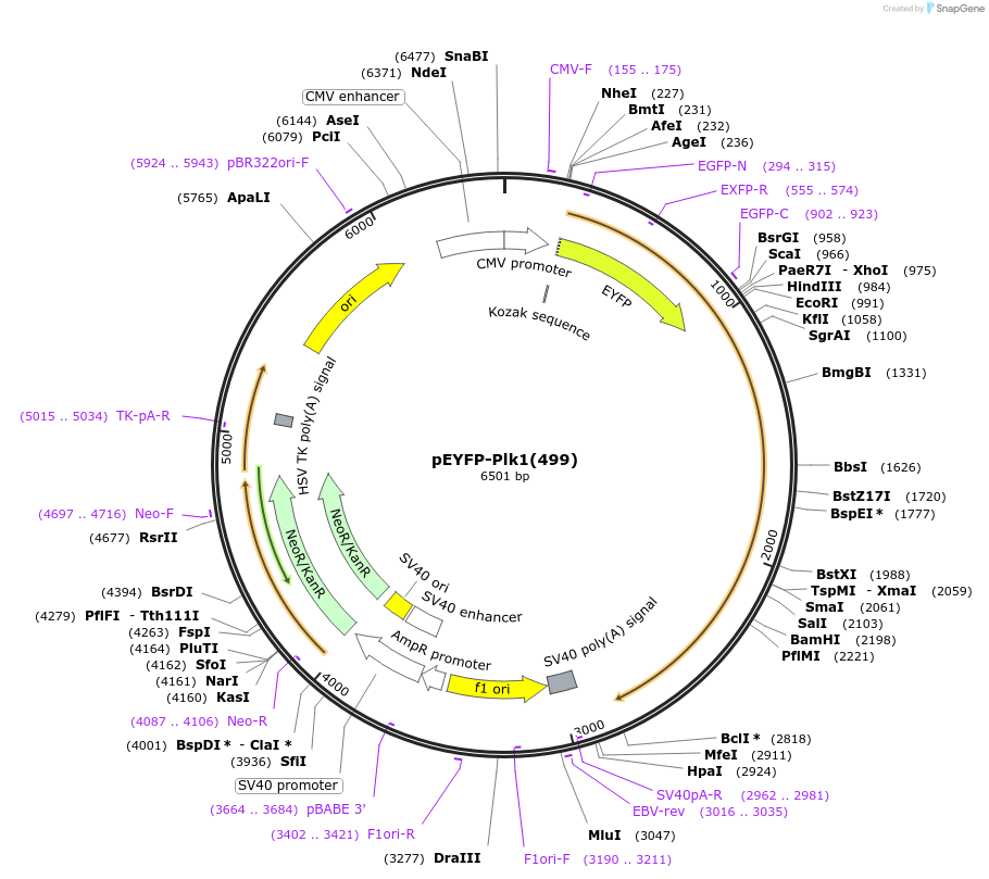 39843-plasmid-map-sequence-id-160351