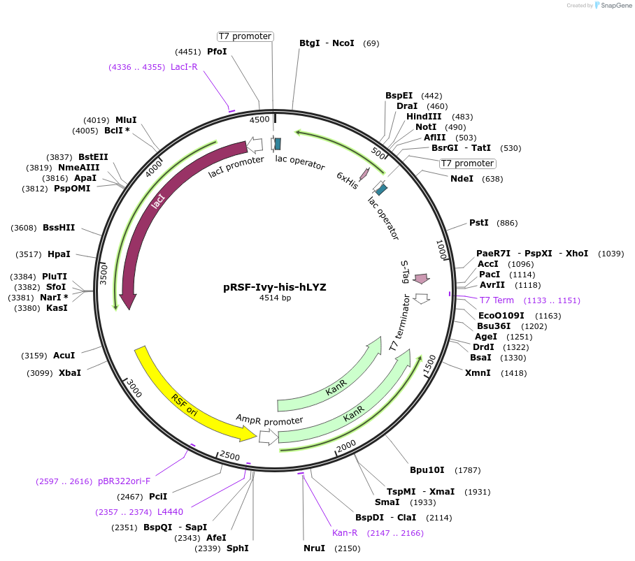 83920-plasmid-map-sequence-id-160356