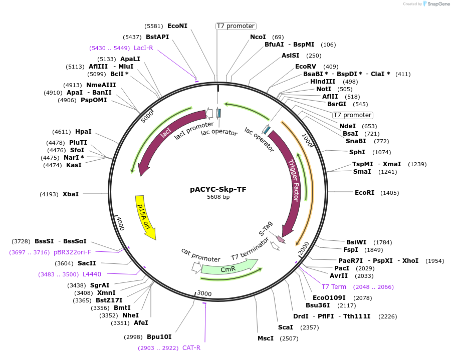 83921-plasmid-map-sequence-id-160361
