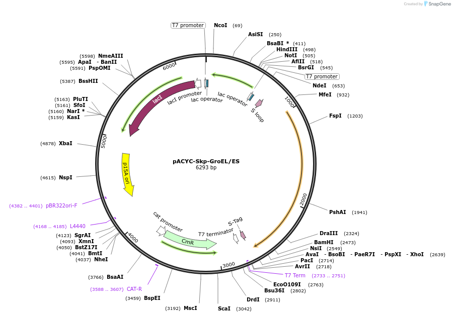 83922-plasmid-map-sequence-id-160362