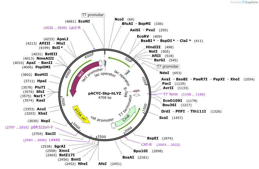 83924-plasmid-map-sequence-id-160364