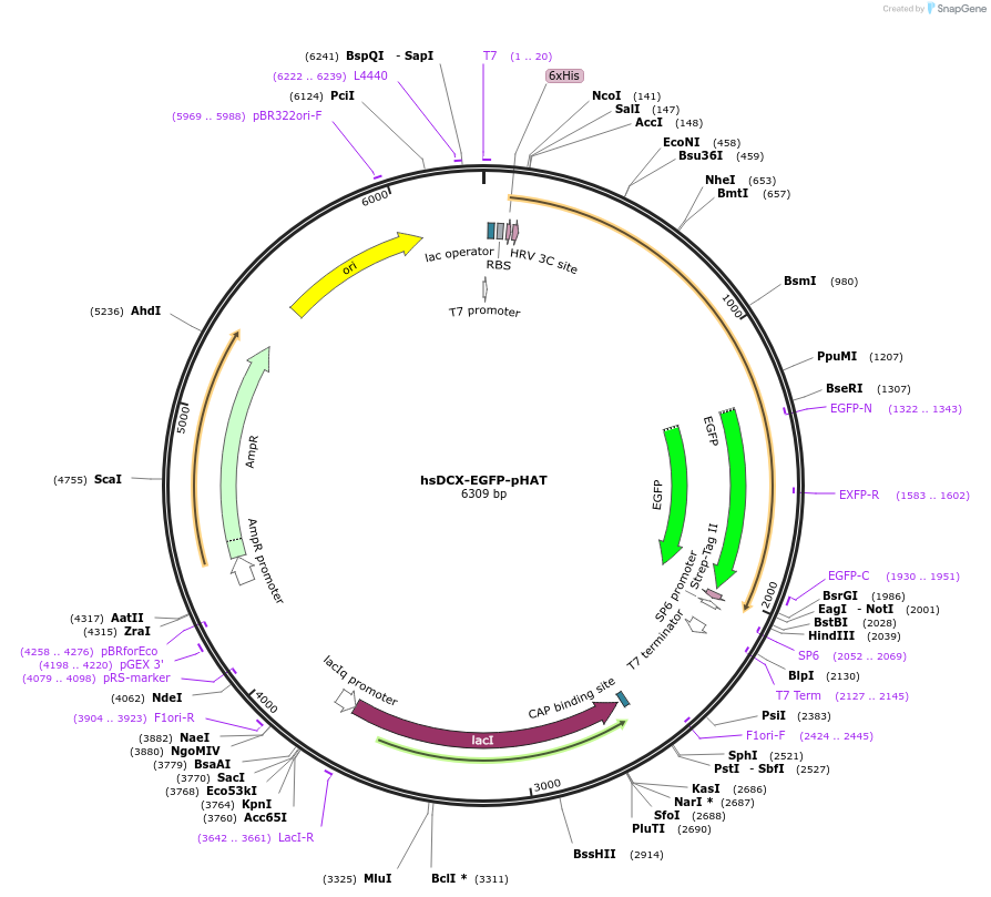 83918-plasmid-map-sequence-id-160365