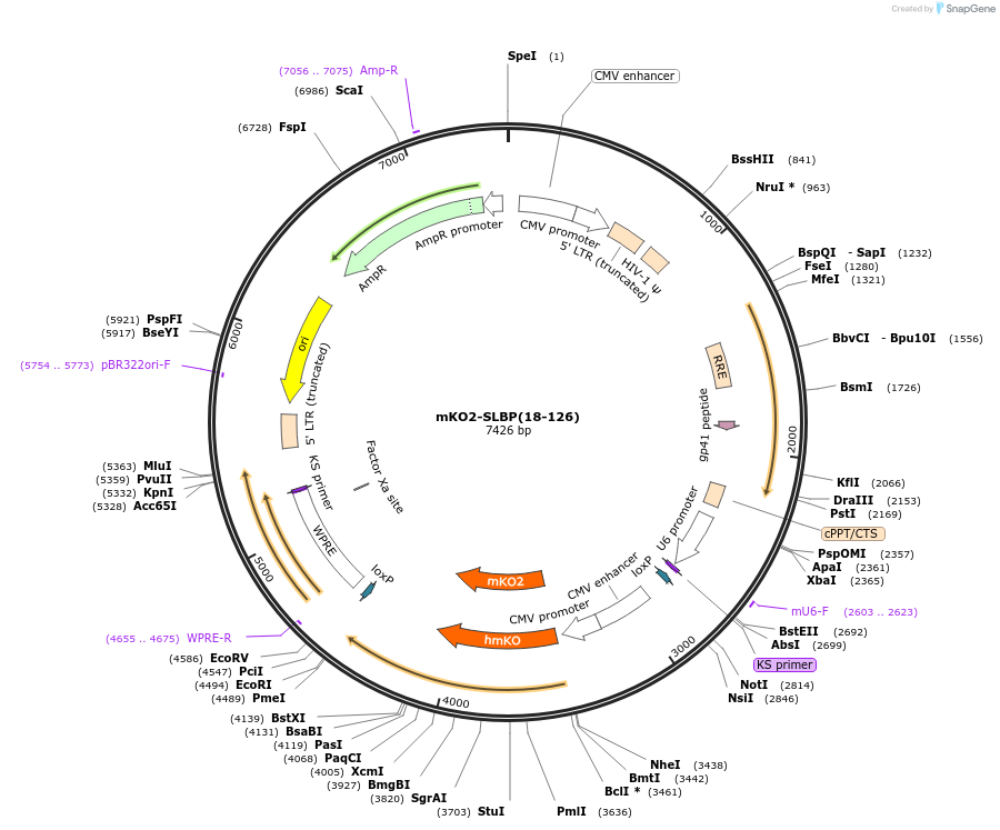 83914-plasmid-map-sequence-id-160371