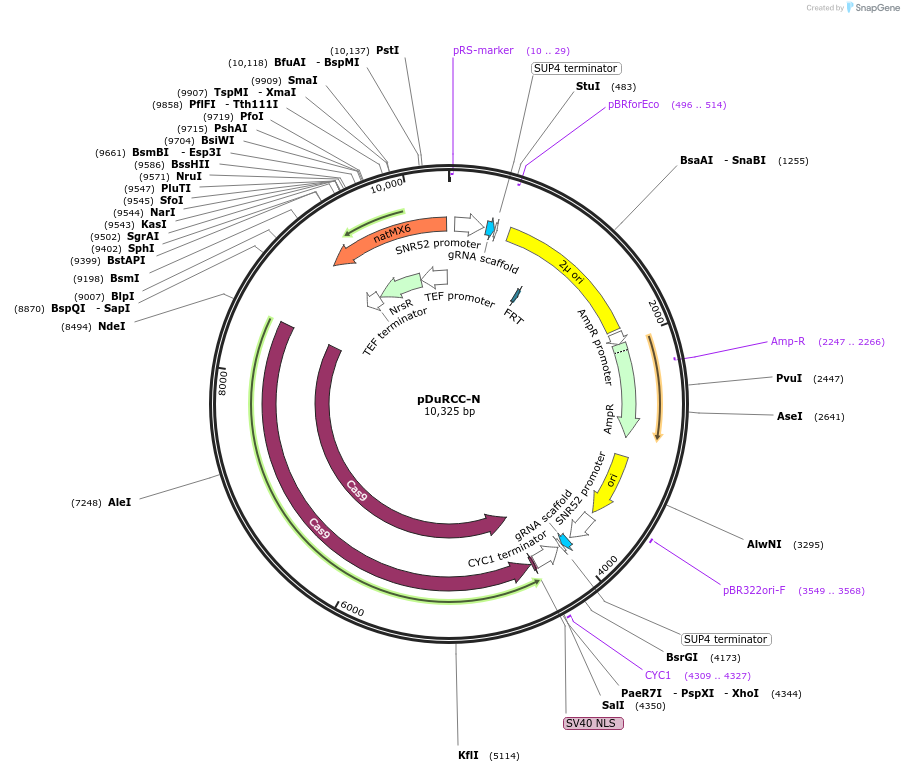 81194-plasmid-map-sequence-id-160426