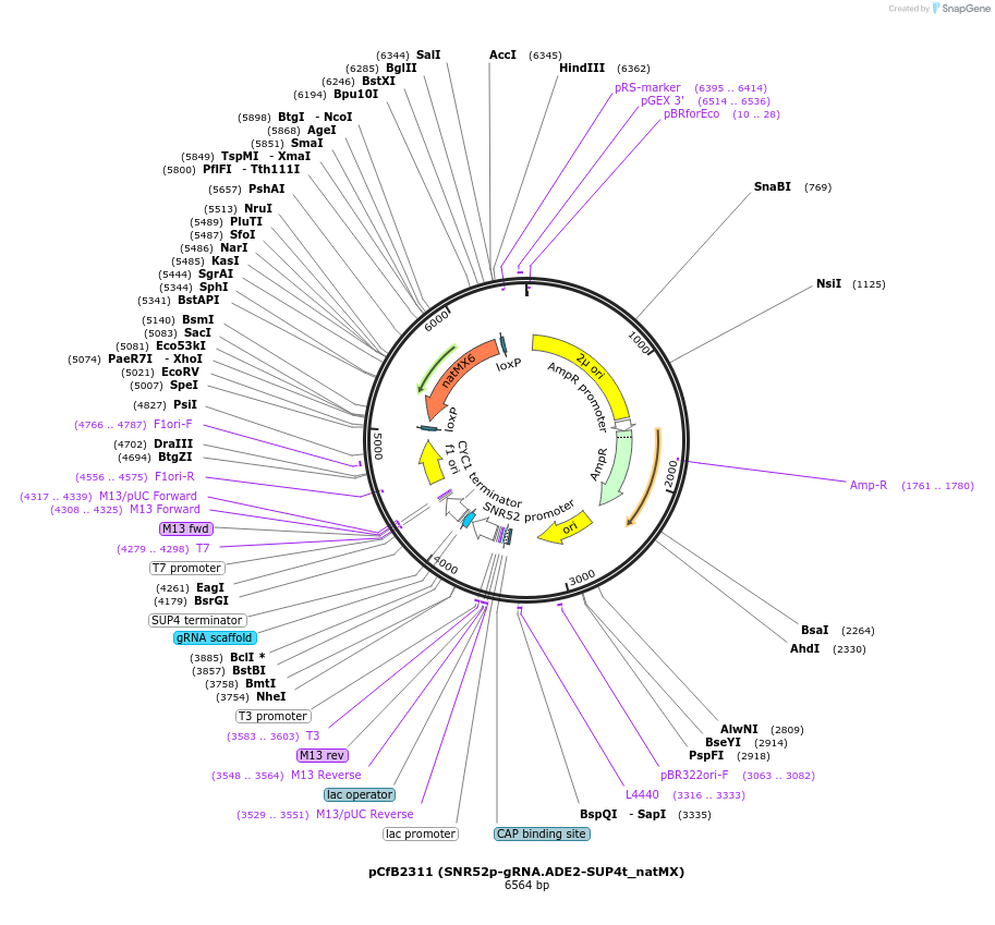 83947-plasmid-map-sequence-id-160440