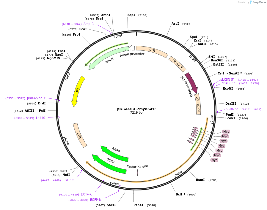 52872-plasmid-map-sequence-id-160459