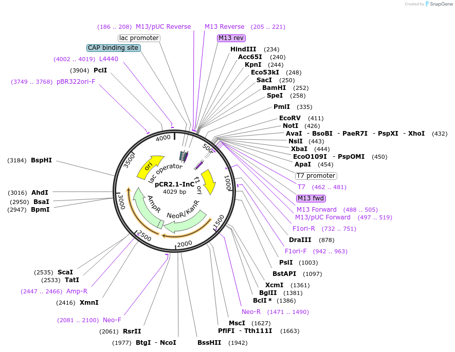 83959-plasmid-map-sequence-id-160468