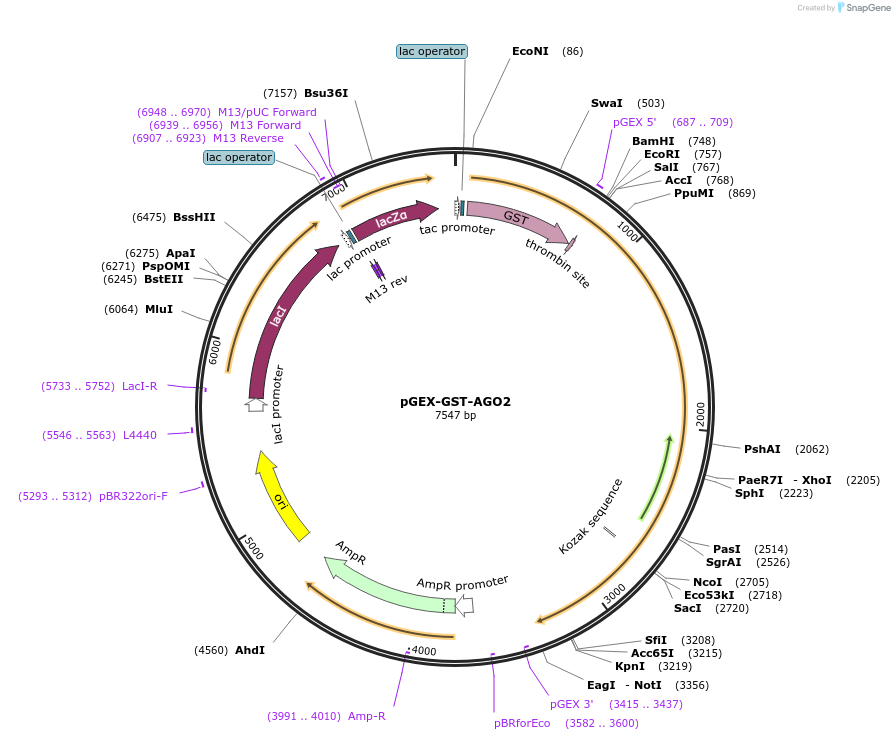 24317-plasmid-map-sequence-id-160479