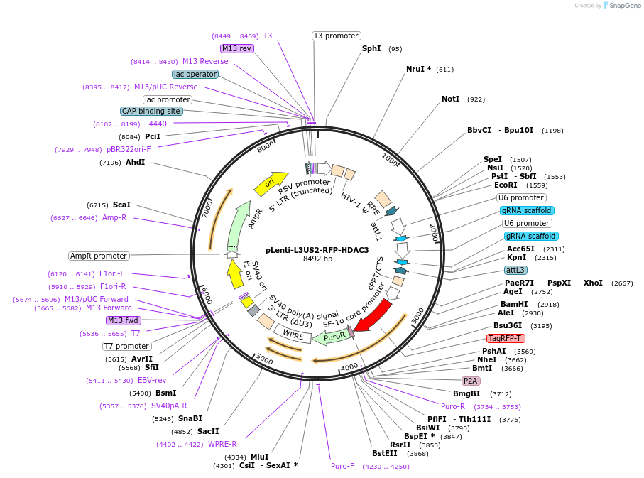 83966-plasmid-map-sequence-id-160487