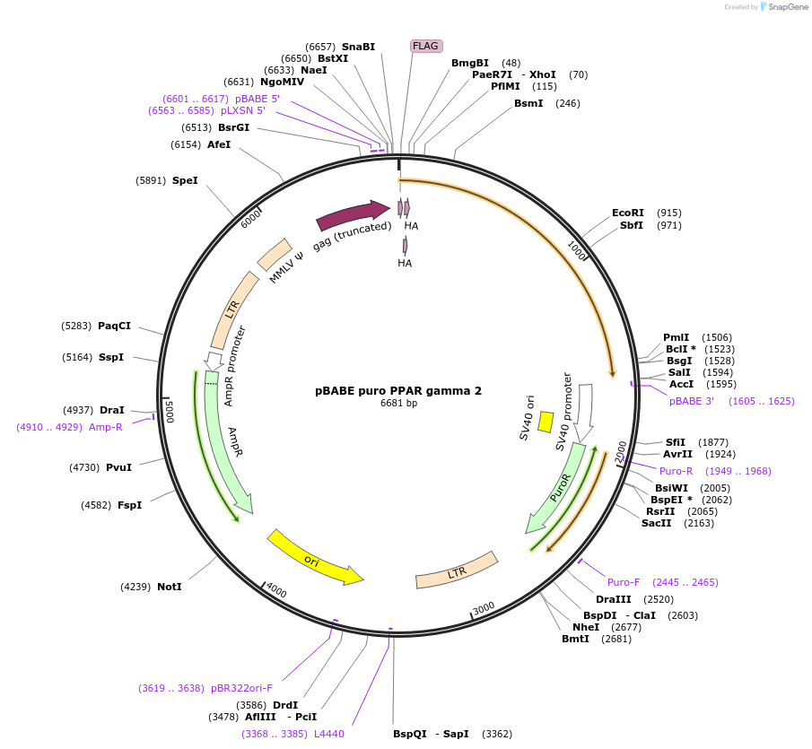 8859-plasmid-map-sequence-id-160489