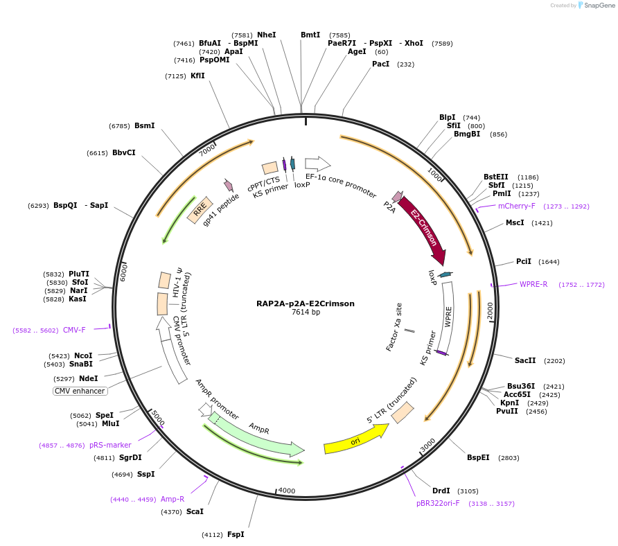 83940-plasmid-map-sequence-id-160503