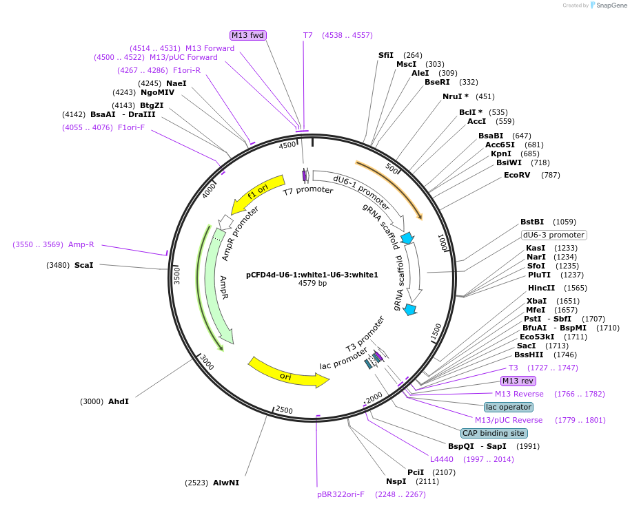 84005-plasmid-map-sequence-id-160505
