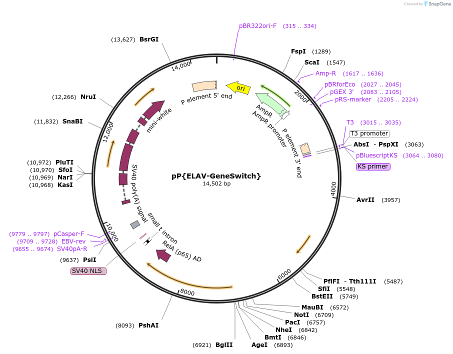 83957-plasmid-map-sequence-id-160516