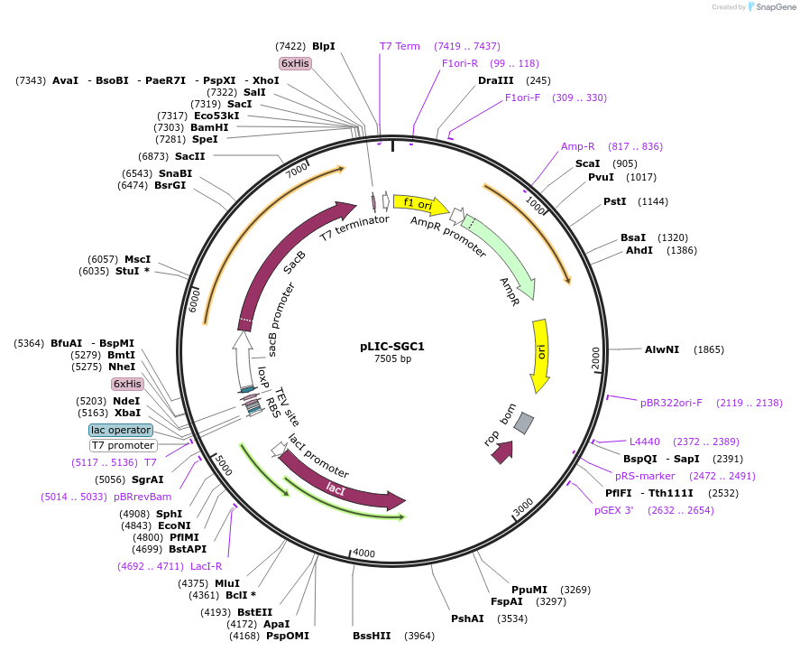 39187-plasmid-map-sequence-id-160533