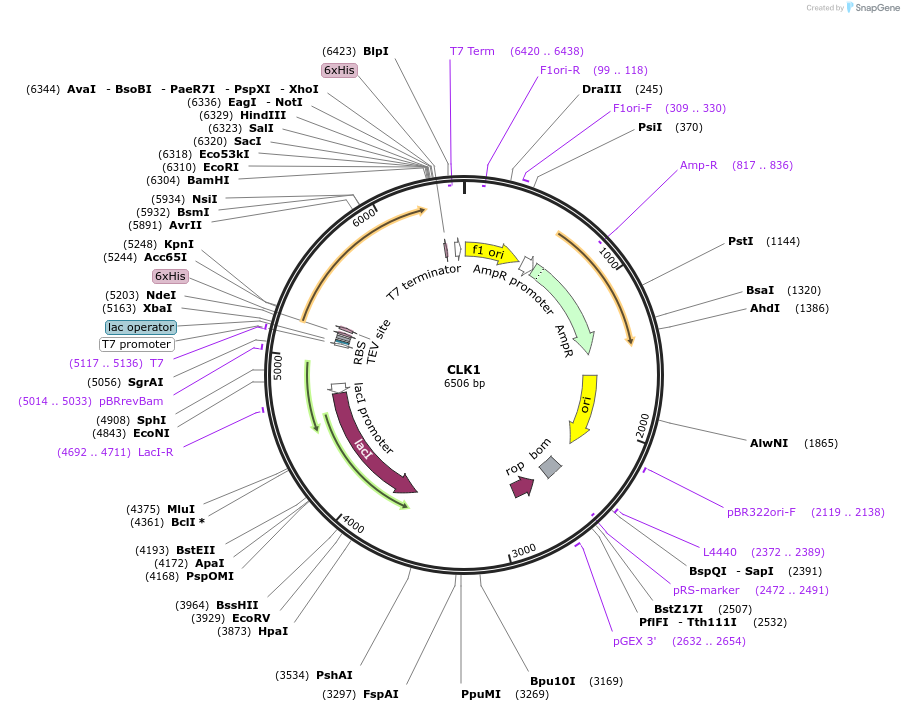 39149-plasmid-map-sequence-id-160536