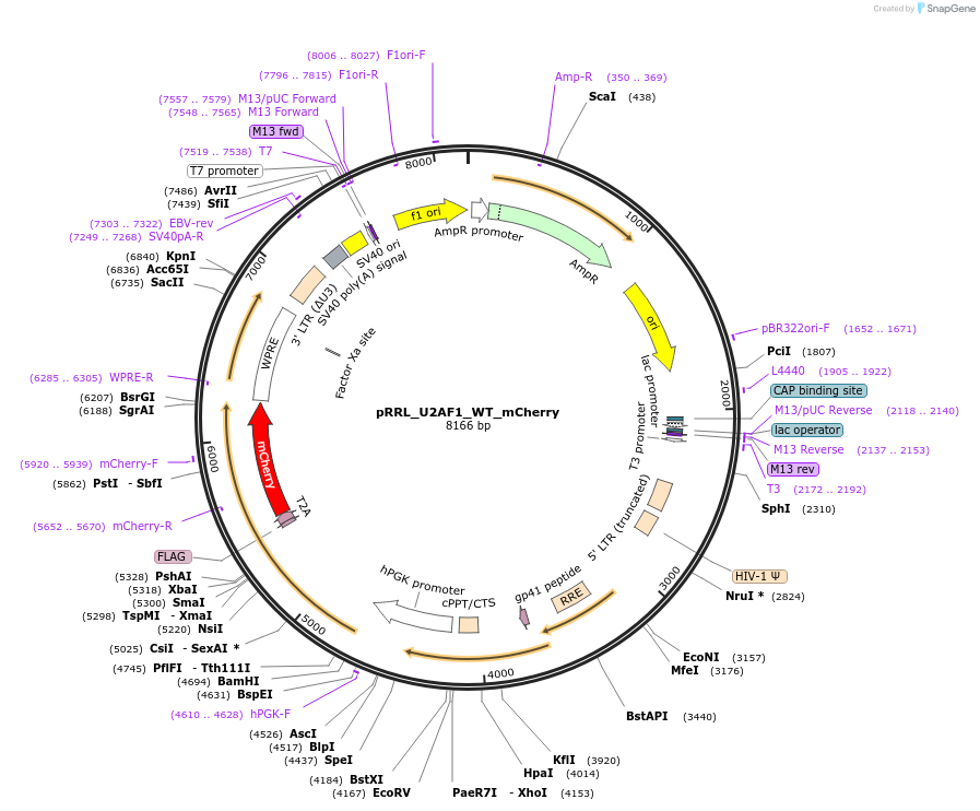 84017-plasmid-map-sequence-id-160542