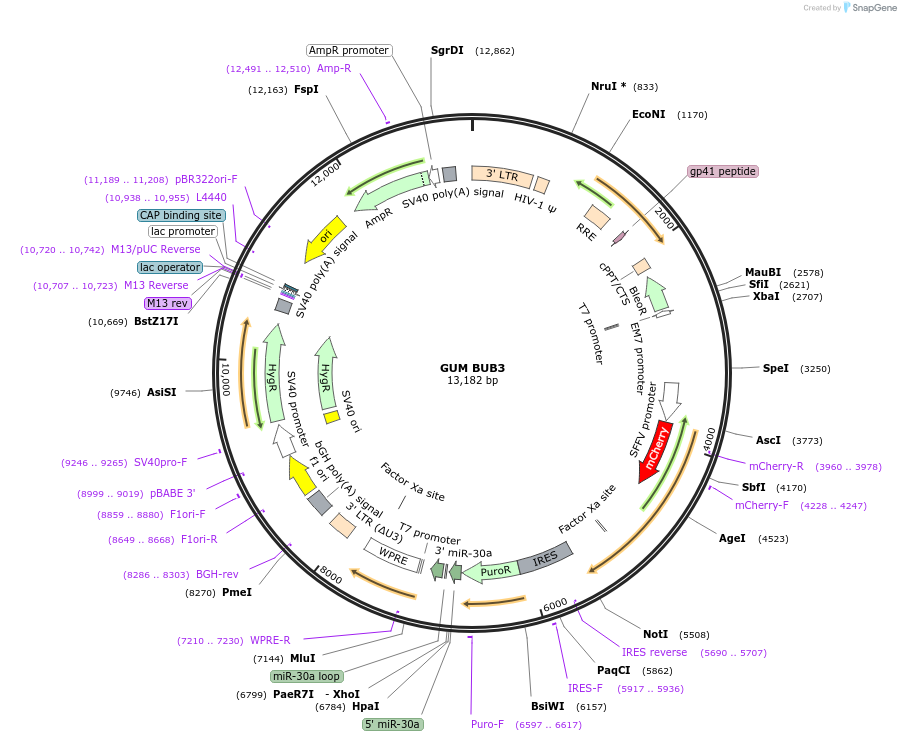 84029-plasmid-map-sequence-id-160564