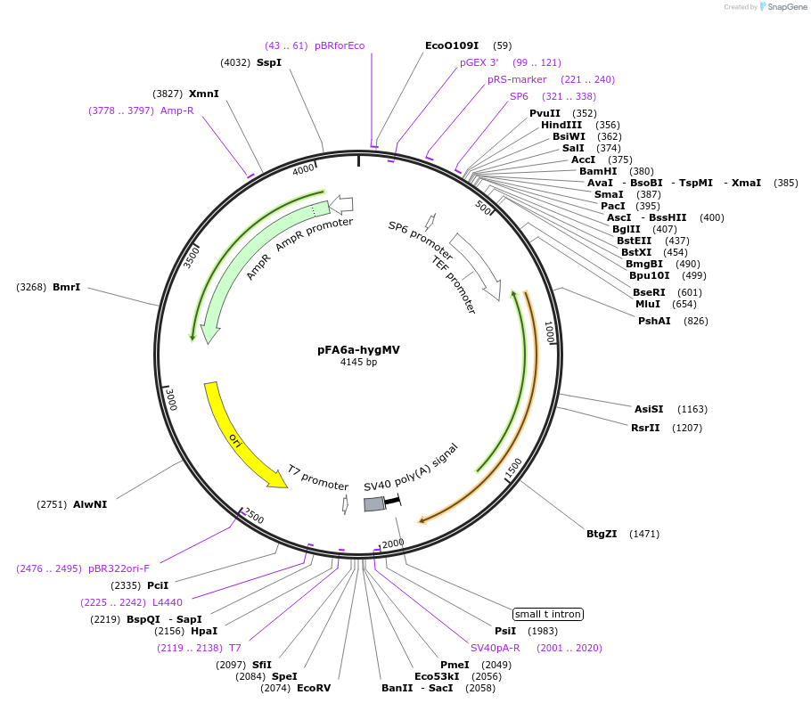 73891-plasmid-map-sequence-id-160577
