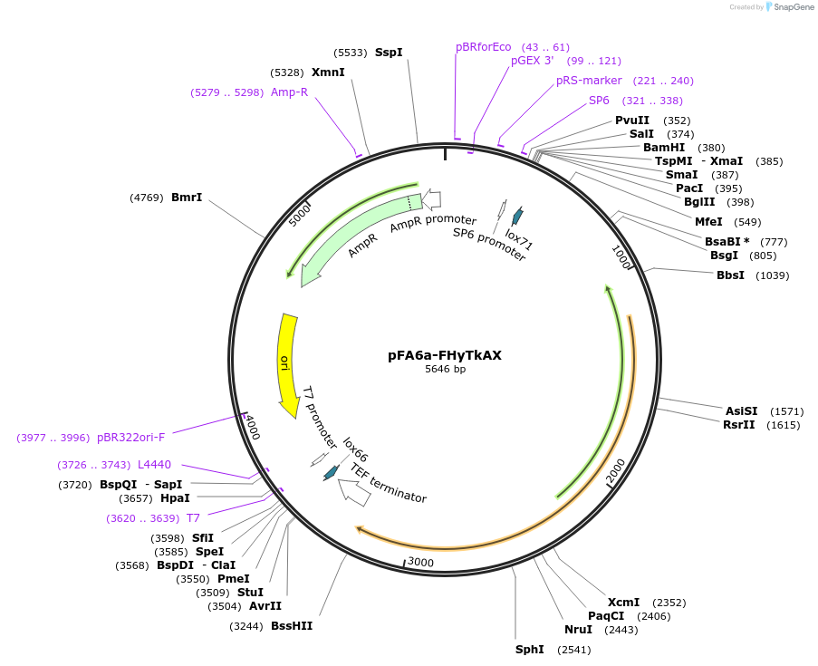73901-plasmid-map-sequence-id-160582