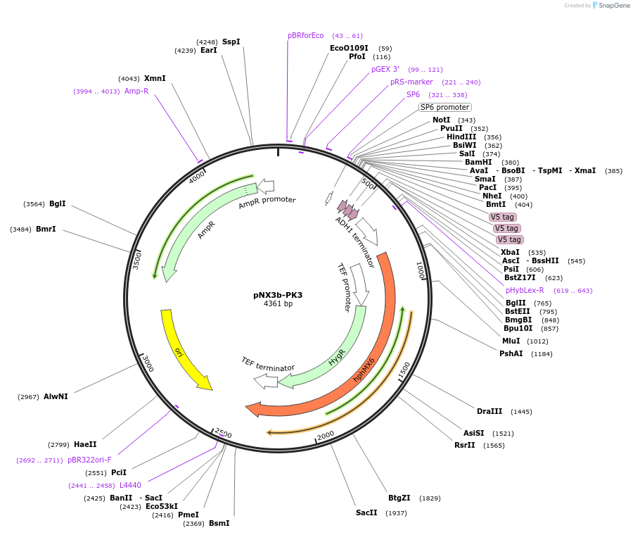 78361-plasmid-map-sequence-id-160583
