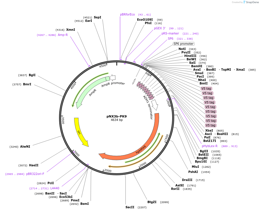 78363-plasmid-map-sequence-id-160585