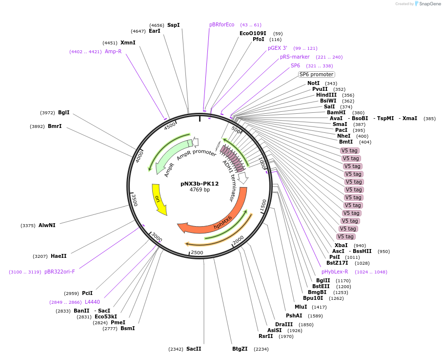 78364-plasmid-map-sequence-id-160586
