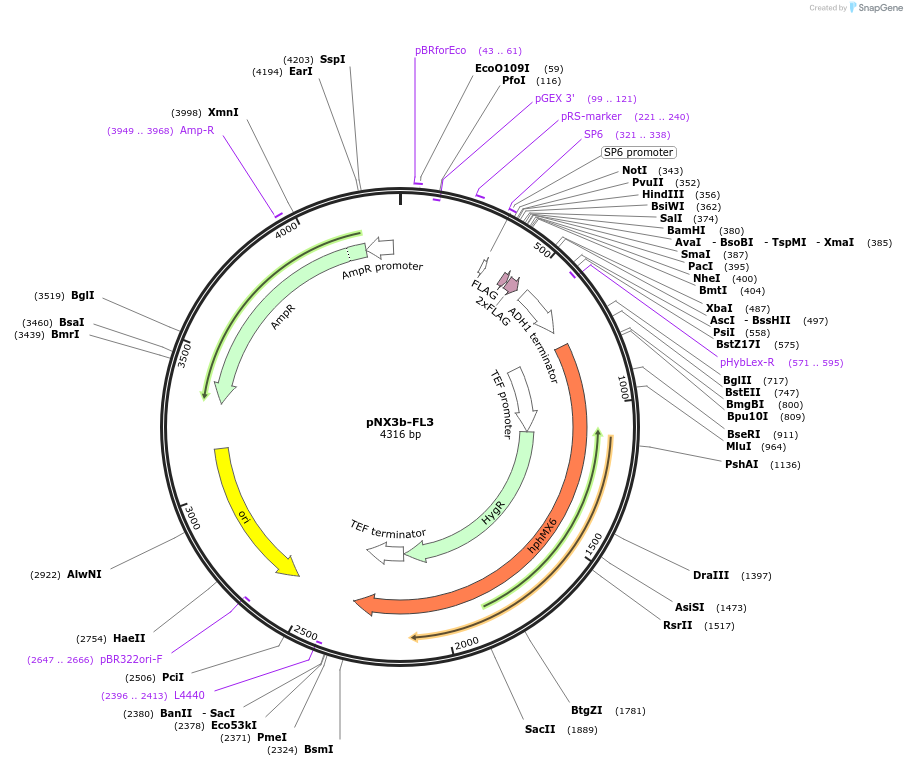 78365-plasmid-map-sequence-id-160587