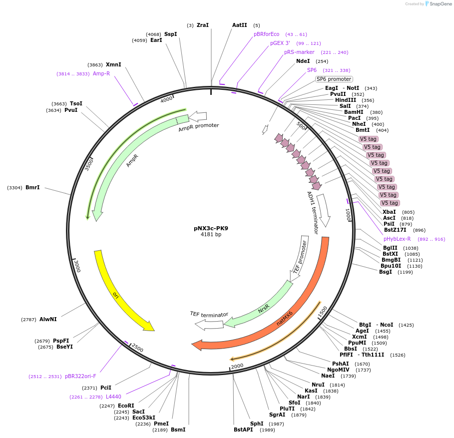 78370-plasmid-map-sequence-id-160590