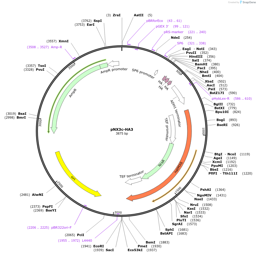 78373-plasmid-map-sequence-id-160591