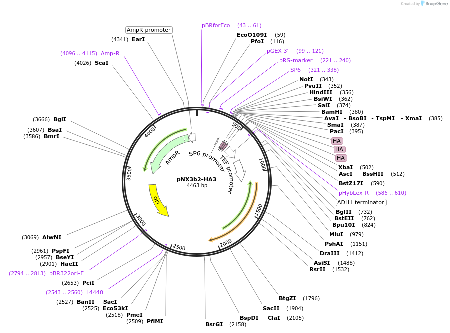 78387-plasmid-map-sequence-id-160593