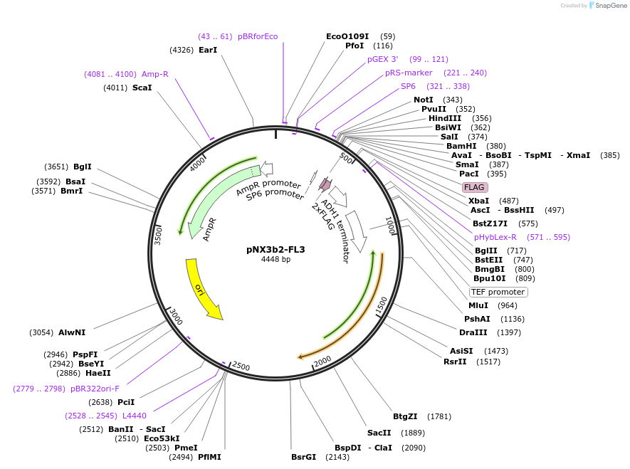 78388-plasmid-map-sequence-id-160594
