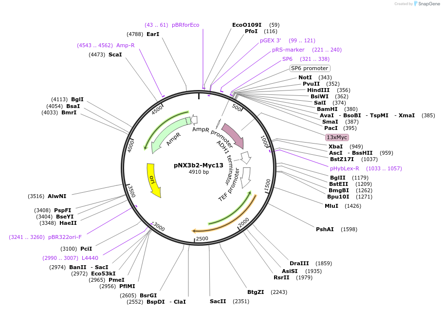 78389-plasmid-map-sequence-id-160595